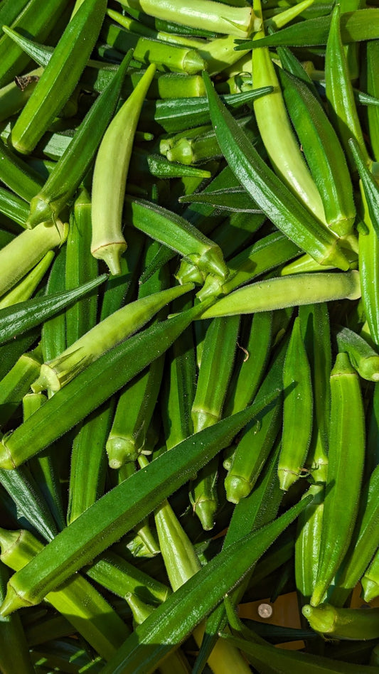 新鮮なオクラ - 美野里ファーム