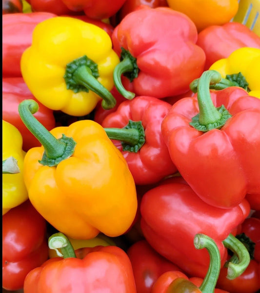 みのりパプリカ 国産 50個 - 美野里ファーム