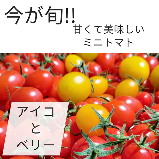 ミニトマト アイコとベリー 約800g - 美野里ファーム