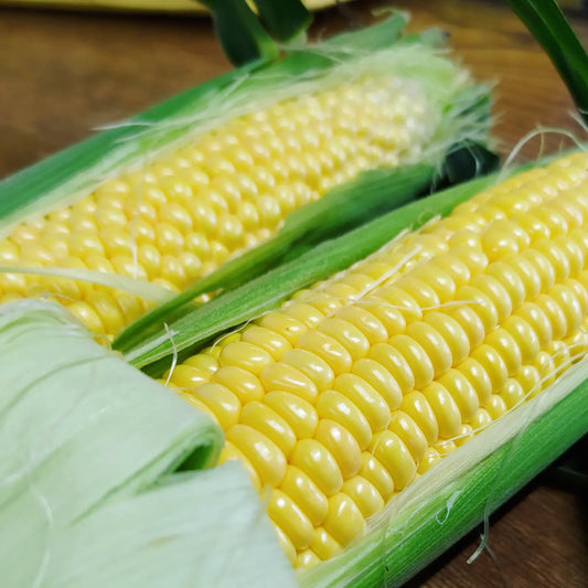 あまい!トウモロコシ 採れたて冷蔵発送 - 美野里ファーム